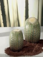 Puff Cactus