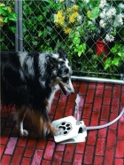 Fuente de agua para perros